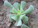 Adromischus cristatus