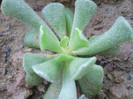 Adromischus cristatus