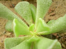 Adromischus cristatus