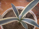 Agave americana v marginata