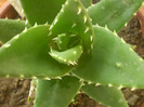 Aloe broomii