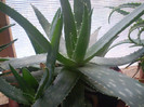 Aloe maculata syn saponaria