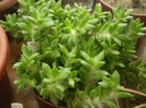 Anacamperos rufescens