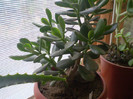 Crassula ovata