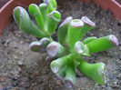 Crassula ovata f. monstrosa