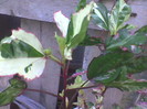 Surinam variegat-Multumesssc Johanna
