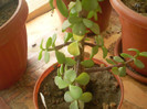 Crassula pera