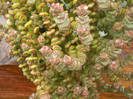 Crassula rupestris