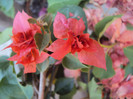 DSC09890