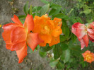 P1010174