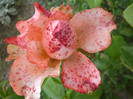 P1010175