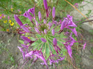 P1010176