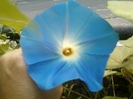 27 august 2012-flori 031