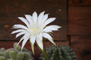 cactusi infloriti 001