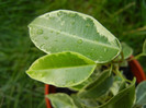 Ficus benjamina Variegata (2012, Aug.25)