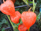 Physalis alkekengi (2012, Aug.28)