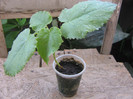 puiet paulownia 20 cm = 6 euro