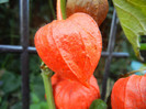 Physalis alkekengi (2012, Aug.28)