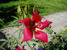 hibiscus coccineus