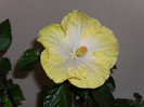 Hibiscus Emily
