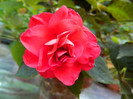 DSCN8721