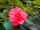 DSCN8727