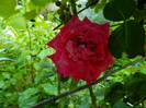 DSCN8730