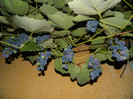 DSCN8745