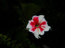 DSCN8749