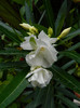 DSCN8768