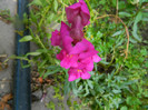 DSCN8784