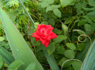 DSCN8791