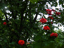DSCN8795