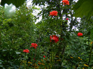 DSCN8796