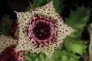 Huernia plowesii