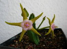 Stapelia flavopurpurea