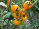 tomate galbene marime medie