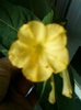 mirabilis galben