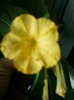 28 august 2012-flori 052