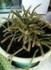 rhipsalis ?