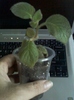 kohleria cybele-decedata:(
