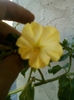 28 august 2012-flori 033