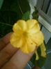 28 august 2012-flori 044