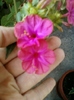 28 august 2012-flori 048