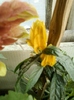 29 august 2012-flori 006