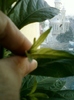 cestrum nocturnum