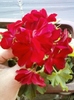 29 august 2012-flori 029