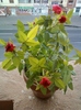 29 august 2012-flori 033