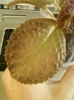 29 august 2012-flori 036