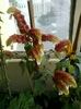 29 august 2012-flori 007